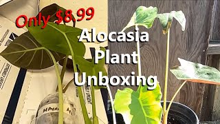 Alocasia Plant Unboxing | I Bought an Alocasia Mayan Mask, Alocasia Gagaena \u0026 Alocasia Regal Shields