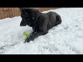 雪を見ると野生の血が騒ぐローズウルフたちが尊い【初雪】wolf hybrid snow play.