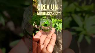 Crea un MiniTerrario con un frasco pequeño.🌱#musgo #miniterrario #terrario #hazlotumismo #plants