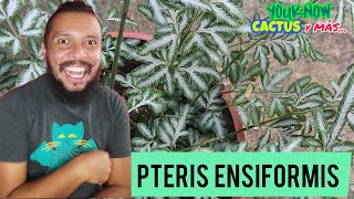 PTERIS ENSIFORMIS Helecho Cuidados Características y Mucho Más | Bien Explicado 🌵🐐❤️