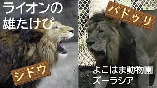 ライオンの雄たけび～よこはま動物園ズーラシア