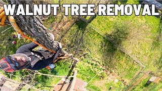 Walnut Tree Removal Lots Of Rigging