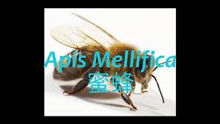 《靈丹妙藥的同類療法》- EP005 - 蜜蜂 Apis Mellifica