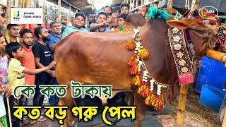 কার গরুর দাম কত? কেমন হয়েছে, জানতে ভিডিওটি দেখুন! গাবতলী গরুর হাট ২০২৪