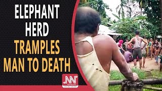 Wild elephants take life of septuagenarian in Hojai dist