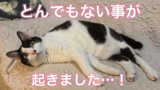 こんなことが起こるなんて…！ありがとうございます！！【動物病院の日常】