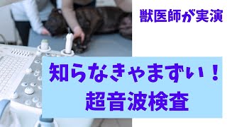 動物の超音波検査の飼い主向け動画