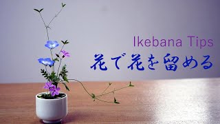 【生け花】花の茎を使って花を留める【ikebana】剣山なし/道具不要/ネモフィラ/ヒメウズ/姫風露/tips/Flower with thin stem/花細莖/Fleur à tige fine