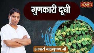 आचार्य बालकृष्ण जी से जानिए दूधी के गुणकारी फायदे | Benefits of Dudhi | Acharya Balkrishna Ji...