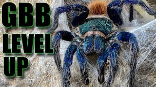 Chromatopelma cyaneopubescens: The Green Bottle Blue Tarantula's new DIY Nature Inspired Enclosure