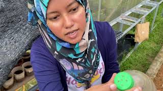 [JOM TANAM] Start grow your own vegetables- Part 3/3