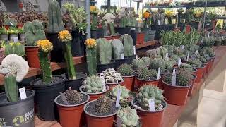 MiMi's Cactus & Succulent Nursery - 2022