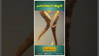 പ്രസവിക്കുന്ന അച്ഛൻ കടൽക്കുതിര | Seahorse #youtubeshorts