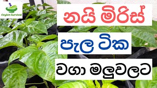 How to plant hot chilli pepper in pot/Scotch bonet planting /නයි මිරිස් වගා මලු /Ceylon Survival