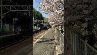 桜舞うJR大和路線河内堅上駅　令和5年3月31日