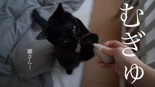 黒猫のジジ。赤ちゃんのおもちゃを離さなくなった猫。【野良猫保護2年目】