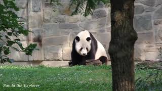 Giant Panda Tian Tian, 06/19/2023