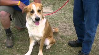 Team Effort - Helps To Save Juneau - the Husky/Saint Bernard Mix
