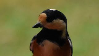 今日の野鳥達　#ヤマガラ　#コゲラ　#コガラ　#アカゲラ　#モズ　#ヒヨドリ　#ゴジュウカラ