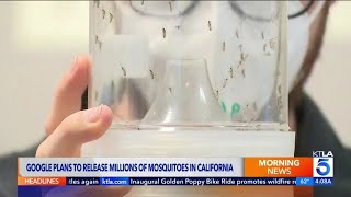 Google's ambitious plan: Millions of mosquitoes to combat disease