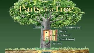 TREES: Heroes of Our Planet