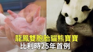 龍鳳雙胞胎貓熊寶寶 比利時25年首例｜可愛動物