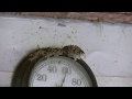 Time Lapse Video of Two Birds Building Their Mud Nest On Top of a Thermometer