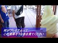 清里 清泉寮へプレミアムソフトクリームを食べに行った