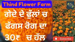 #flowers #punjab #nursery #marigold ਫੁੱਲਾਂ ਚ ਫੱਗਸ ਰੋਸ ਦਾ 30₹ ਚ ਹੱਲ ਸੋਖਾ ਤੇ ਸੱਸਤਾ.....