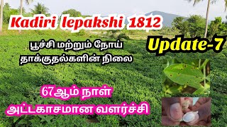 Kadiri Lepakshi 1812 Groundnut cultivation | கதிரி 1812 நிலக்கடலை சாகுபடி | Update 7 |