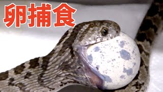 卵を丸呑みする蛇が凄すぎる…