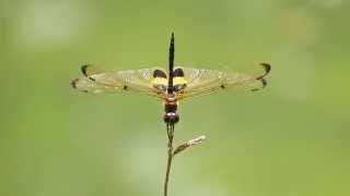 Rhyothemis phyllis (22Sep2014)