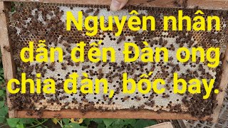 Khái niệm về đàn ong chia đàn bốc bay | Nguyên nhân dẫn đến ong bốc bay chia đàn.