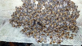 Honey bee inspection at night( রাতে মৌমাছির পরিচর্যা)
