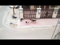 Download 5 Street Dogs Vs Calm German Shepherd - India In Mp4 3Gp Full HD Video