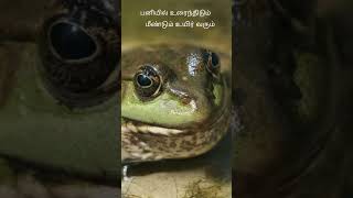 பனியில் உறைந்திடும் மீண்டும் உயிர் வரும் | Frogs | தவளை | Loki’s Diarys