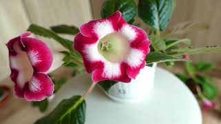 Gloxinia   mix /sinningia/gloksynia