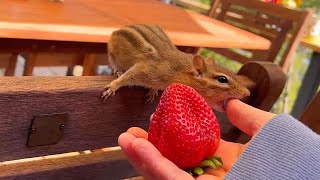 Chipmunk Aram Runs Away From Strawberry