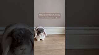 How to Care for Your Rabbits pt7 | Bunny Proofing your Home | Protecting your house from rabbits |