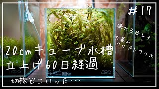 【アクアリウム】20cmキューブ水槽を立ち上げて２ヶ月経過したのでトリミングしていく/ADA/20cmキューブ水槽/スタンプウッド/aquarium/vlog/#17