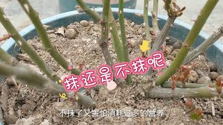 月季花这些芽别轻易抹啦，这样做株型更大更完美。