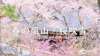 【京都 桜の名所】春の嵐山・桜吹雪: Cherry Blossom and Arashiyama（Kyoto, Japan）