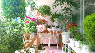 Summer Veranda Garden/Introduction of Flower Friend's Garden with My Touch