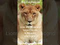 BIG CAT FACTS #7 ~Lion Facts #bigcatrescue #bigcats #lion #facts  #reels #reelsvideo #cats #shorts