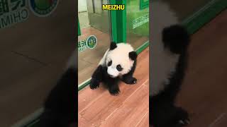 妹猪真爱干净，拿屁股擦玻璃了 #pandacub #funny #giantpanda #cute #pandachina #animals #cutepanda #pets #パンダ #パンダ