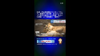 札幌・円山動物園のライオン「クレイ」最後の一般公開　オスとしてやって来るも実はメスと判明　もといた愛媛・とべ動物園に“里帰り” #Shorts