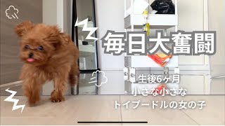 【子犬】毎日が初めてのことだらけ🐶パパさんいない間お留守番頑張ったよ🏠【トイプードル】