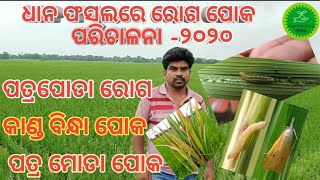 PADDY DISEASE AND PEST//ଧାନ ଫସଲରେ ରୋଗ ପୋକ