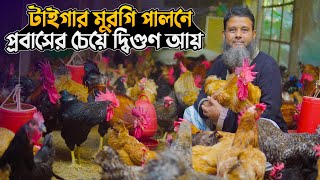 টাইগার মুরগি পালন পদ্ধতি | টাইগার মুরগির খামার | টাইগার মুরগির বাচ্চা | Tiger murgi