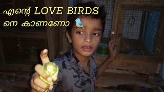 ആദ്യമായി love birds നെ വളർത്തുന്നവർ തീർച്ചയായും അറിഞ്ഞിരിക്കേണ്ടകാര്യങ്ങൾ/ഞാൻശ്രദ്ധിക്കുന്നകാര്യങ്ങൾ